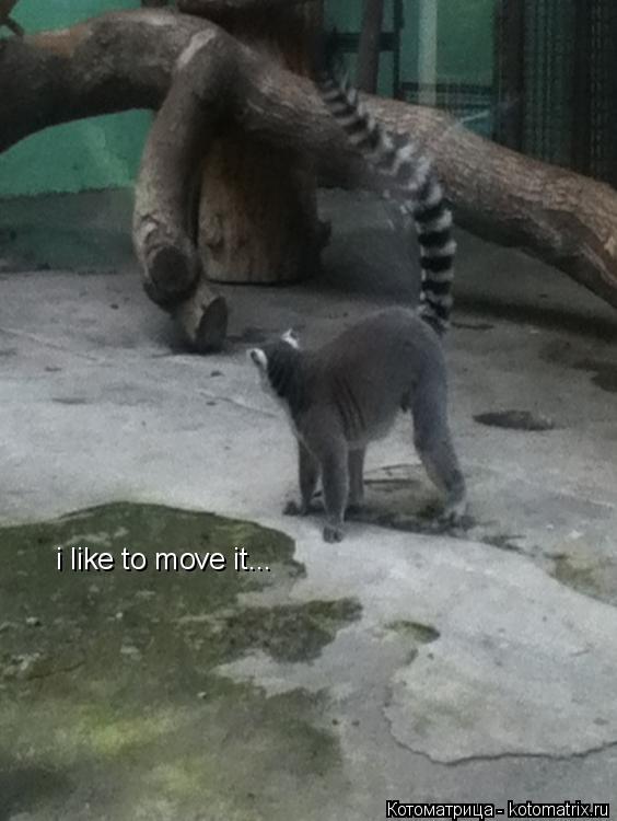 Котоматрица: i like to move it...