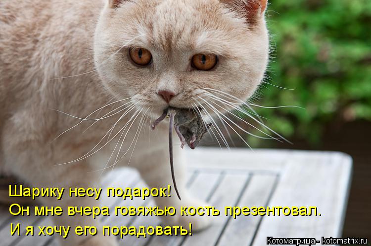 Котоматрица: Шарику несу подарок! Он мне вчера говяжью кость презентовал. И я хочу его порадовать!