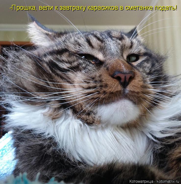 Котоматрица: -Прошка, вели к завтраку карасиков в сметанке подать!