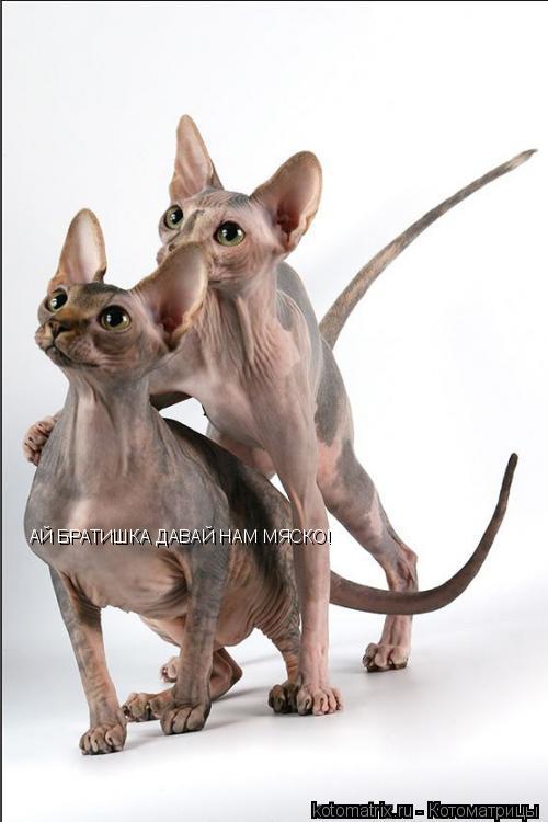 Котоматрица: АЙ БРАТИШКА ДАВАЙ НАМ МЯСКО!