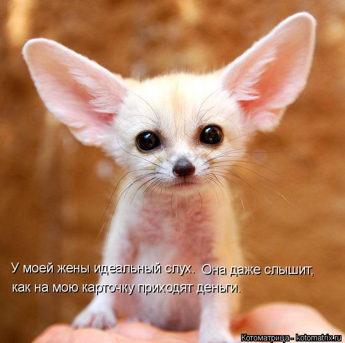 Котоматрица: У моей жены идеальный слух. Она даже слышит, как на мою карточку приходят деньги.