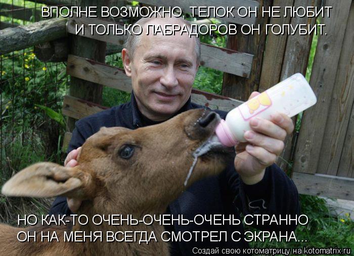 Котоматрица: ВПОЛНЕ ВОЗМОЖНО, ТЕЛОК ОН НЕ ЛЮБИТ И ТОЛЬКО ЛАБРАДОРОВ ОН ГОЛУБИТ. НО КАК-ТО ОЧЕНЬ-ОЧЕНЬ-ОЧЕНЬ СТРАННО  ОН НА МЕНЯ ВСЕГДА СМОТРЕЛ С ЭКРАНА...