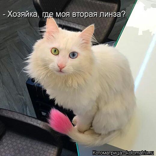 Котоматрица: - Хозяйка, где моя вторая линза?