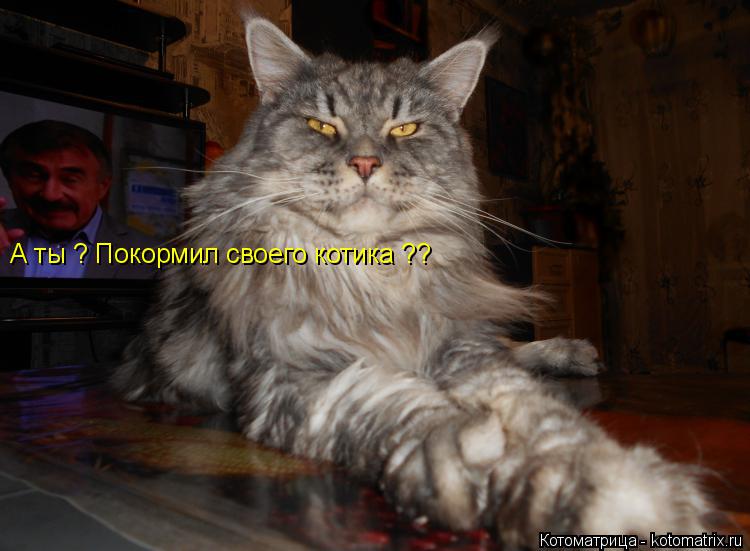 А ты ? Покормил своего котика ??... Котоматрица: А ты ? Покормил своего котика ??