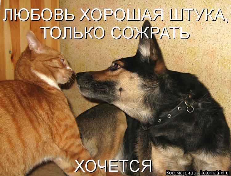 ЛЮБОВЬ ХОРОШАЯ ШТУКА, ТОЛЬКО СОЖРАТЬ ТОЛЬКО СОЖРАТЬ ХОЧЕТСЯ... Котоматрица: ЛЮБОВЬ ХОРОШАЯ ШТУКА, ТОЛЬКО СОЖРАТЬ ТОЛЬКО СОЖРАТЬ ХОЧЕТСЯ