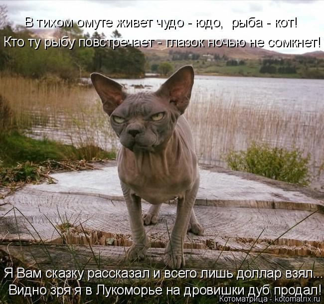 В тихом омуте живет чудо - юдо, рыба - кот! Кто ту рыбу повстречает - глазок ночью не сомкнет! Видно... Котоматрица: В тихом омуте живет чудо - юдо, рыба - кот! Кто ту рыбу повстречает - глазок ночью не сомкнет! Видно зря я в Лукоморье на дровишки дуб продал! Я