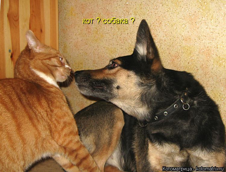 кот ? собака ?... Котоматрица: кот ? собака ?