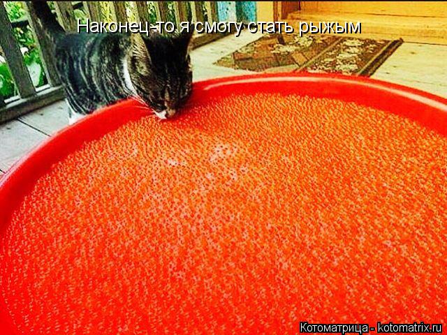 Котоматрица: Наконец-то я смогу стать рыжым
