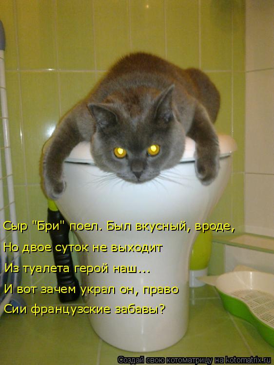Котоматрица: Сыр "Бри" поел. Был вкусный, вроде, Но двое суток не выходит Из туалета герой наш... И вот зачем украл он, право Сии французские забавы?