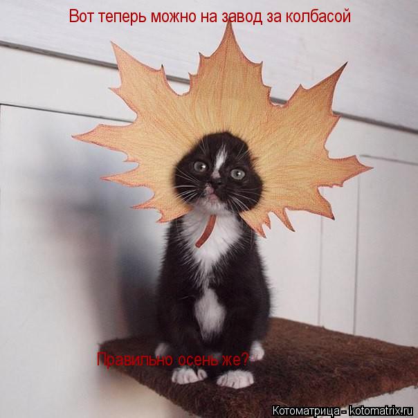 Котоматрица: Вот теперь можно на завод за колбасой Правильно осень же?