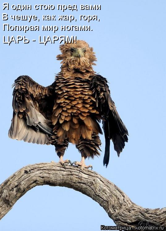 Я один стою пред вами В чешуе, как жар, горя, Попирая мир ногами. ЦАРЬ - ЦАРЯМ!... Котоматрица: Я один стою пред вами В чешуе, как жар, горя, Попирая мир ногами. ЦАРЬ - ЦАРЯМ!