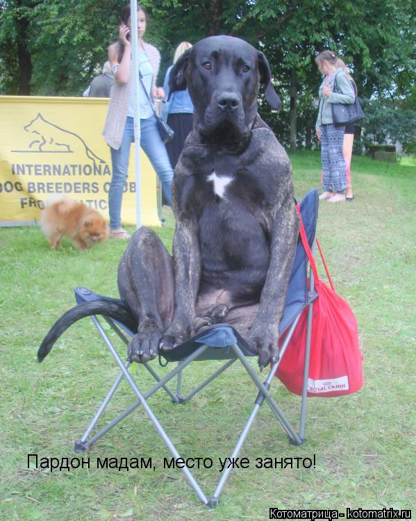 Пардон мадам, место уже занято!... Котоматрица: Пардон мадам, место уже занято!