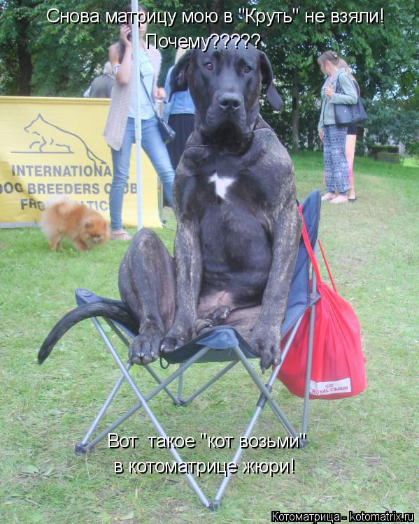 в котоматрице жюри! Снова матрицу мою в "Круть" не взяли! Почему????? Вот такое "кот возьми"... Котоматрица: в котоматрице жюри! Снова матрицу мою в "Круть" не взяли! Почему????? Вот такое "кот возьми"