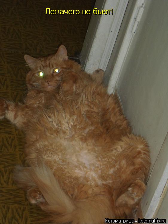 Лежачего не бьют!... Котоматрица: Лежачего не бьют!