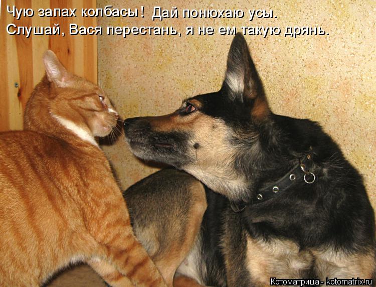 Чую запах колбасы ! Дай понюхаю усы. Слушай Слушай, Вася перестань, я не ем такую дрянь.... Котоматрица: Чую запах колбасы ! Дай понюхаю усы. Слушай Слушай, Вася перестань, я не ем такую дрянь.