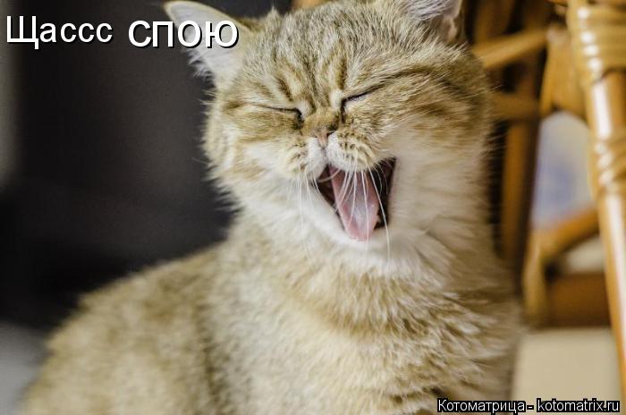 Котоматрица: Щассс спою