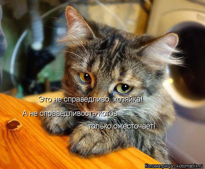 Котоматрица: Это не справедливо, хозяйка! А не справедливость котов  только ожесточает!