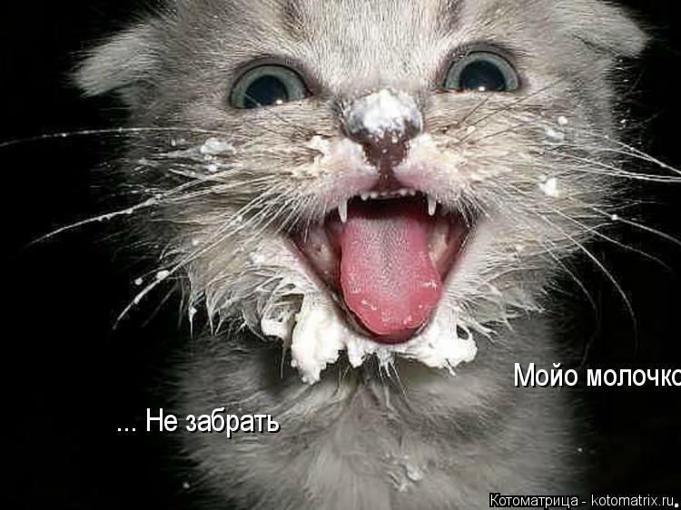 ... Не забрать Мойо молочко... Котоматрица: ... Не забрать Мойо молочко