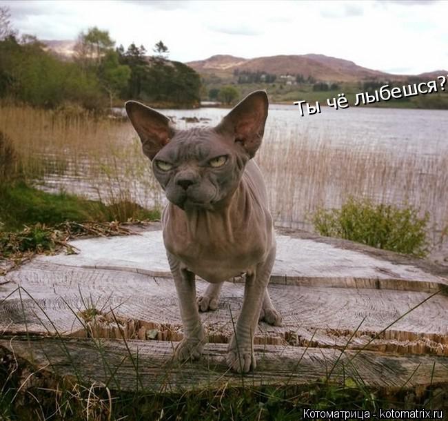 Ты чё лыбешся???... Котоматрица: Ты чё лыбешся???