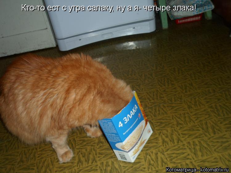 Кто-то ест с утра салаку, ну а я- четыре злака!... Котоматрица: Кто-то ест с утра салаку, ну а я- четыре злака!