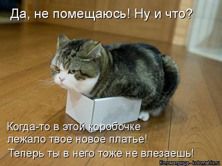 Да, не помещаюсь! Ну и что? Когда-то в этой коробочке лежало твое новое платье! Теперь ты в него тож... Котоматрица: Да, не помещаюсь! Ну и что? Когда-то в этой коробочке лежало твое новое платье! Теперь ты в него тоже не влезаешь!