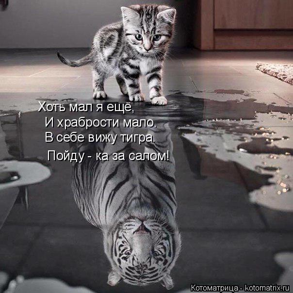 Котоматрица: Хоть мал я ещё, И храбрости мало. В себе вижу тигра. Пойду - ка за салом!