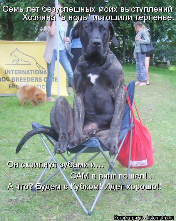 Котоматрица: Семь лет безуспешных моих выступлений Хозяина "в ноль" истощили терпенье. Он скрипнул зубами и…  САМ в ринг пошел!... А что? Будем с Кубком! Ид