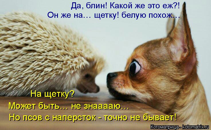 Котоматрица: Да, блин! Какой же это еж?! Он же на… щетку! белую похож… На щетку?  Может быть… не знааааю… Но псов с наперсток - точно не бывает!