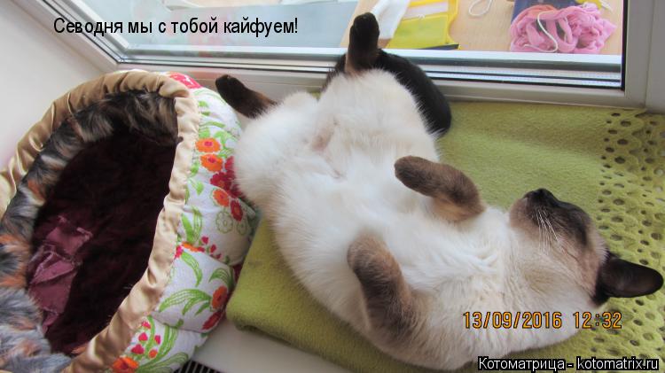 Котоматрица: Севодня мы с тобой кайфуем! Севодня мы с тобой кайфуем!