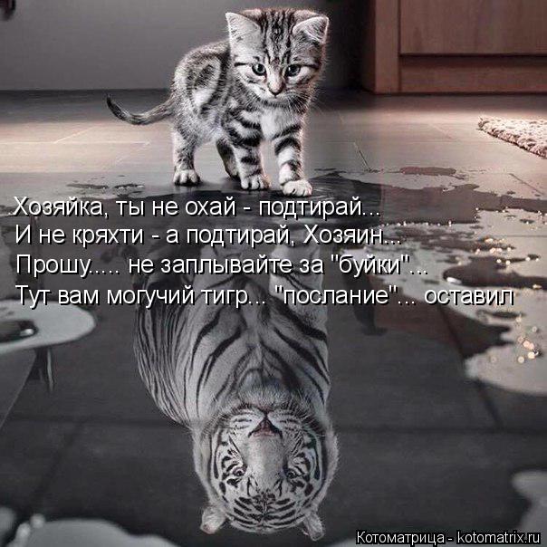 Хозяйка, ты не охай - подтирай... И не кряхти - а подтирай, Хозяин... Прошу..... не заплывайте за "бу... Котоматрица: Хозяйка, ты не охай - подтирай... И не кряхти - а подтирай, Хозяин... Прошу..... не заплывайте за "буйки"... Тут вам могучий тигр... "послание"... остави