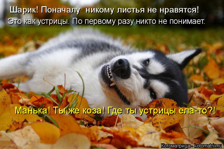 Шарик! Поначалу никому листья не нравятся! Это как устрицы. По первому разу никто не понимает. Маньк... Котоматрица: Шарик! Поначалу никому листья не нравятся! Это как устрицы. По первому разу никто не понимает. Манька! Ты же коза! Где ты устрицы ела-то?!