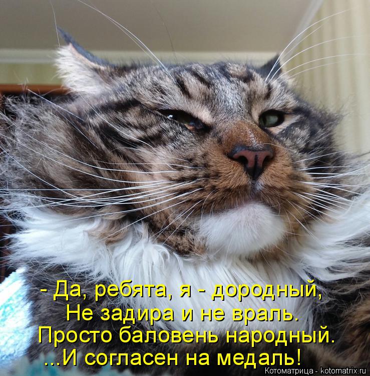 - Да, ребята, я - дородный, Не задира и не враль. Просто баловень народный. ...И согласен на медаль!... Котоматрица: - Да, ребята, я - дородный, Не задира и не враль. Просто баловень народный. ...И согласен на медаль!