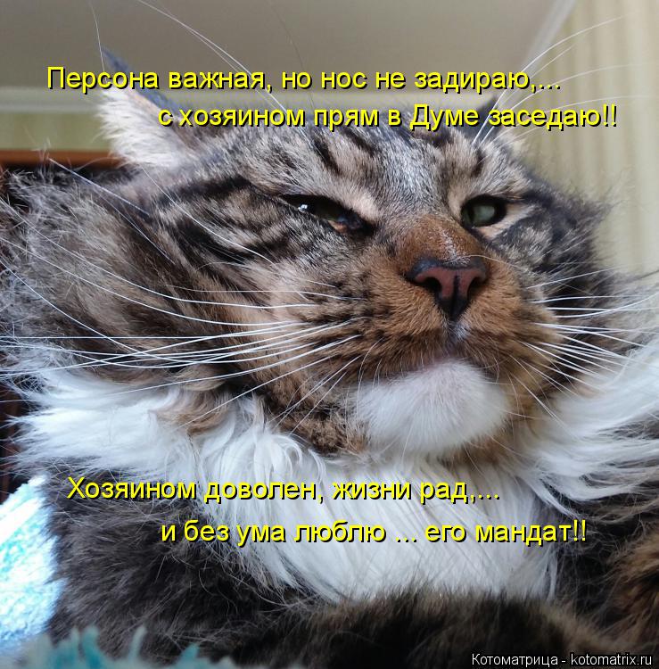 Персона важная, но нос не задираю,... с хозяином прям в Думе заседаю!! Хозяином доволен, жизни рад,..... Котоматрица: Персона важная, но нос не задираю,... с хозяином прям в Думе заседаю!! Хозяином доволен, жизни рад,... и без ума люблю ... его мандат!!
