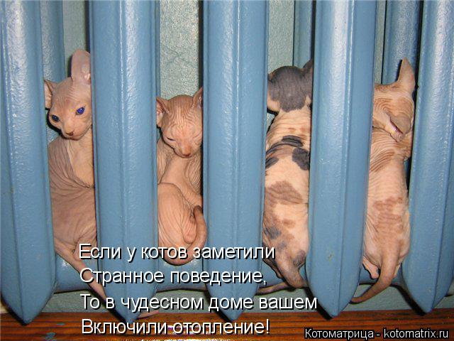 Если у котов заметили Странное поведение, То в чудесном доме вашем Включили отопление!... Котоматрица: Если у котов заметили Странное поведение, То в чудесном доме вашем Включили отопление!