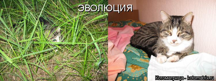 ЭВОЛЮЦИЯ... Котоматрица: ЭВОЛЮЦИЯ