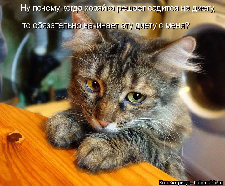 то обязательно начинает эту диету с меня? Ну почему когда хозяйка решает садится на диету,... Котоматрица: то обязательно начинает эту диету с меня? Ну почему когда хозяйка решает садится на диету,