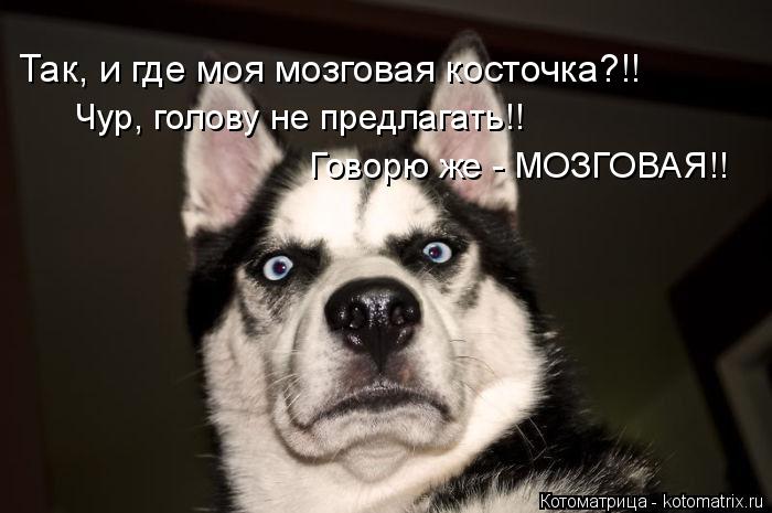 Так, и где моя мозговая косточка?!! Чур, голову не предлагать!! Говорю же - МОЗГОВАЯ!!... Котоматрица: Так, и где моя мозговая косточка?!! Чур, голову не предлагать!! Говорю же - МОЗГОВАЯ!!