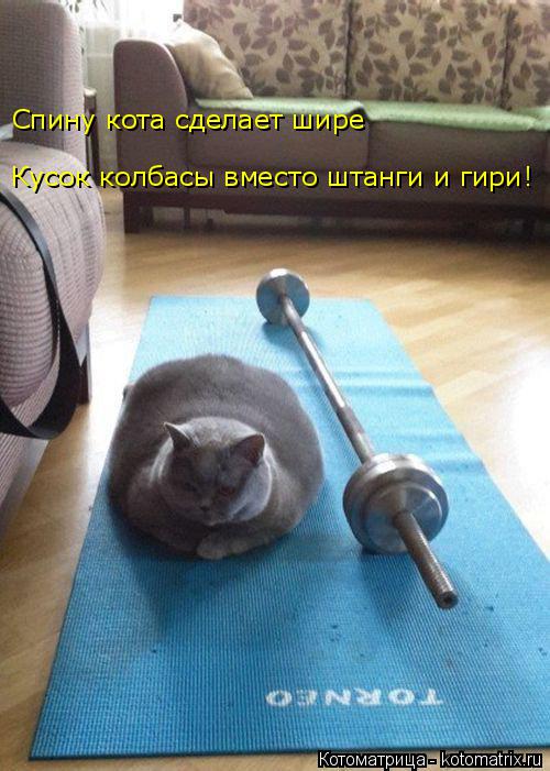 Кусок колбасы вместо штанги и гири! Спину кота сделает шире... Котоматрица: Кусок колбасы вместо штанги и гири! Спину кота сделает шире