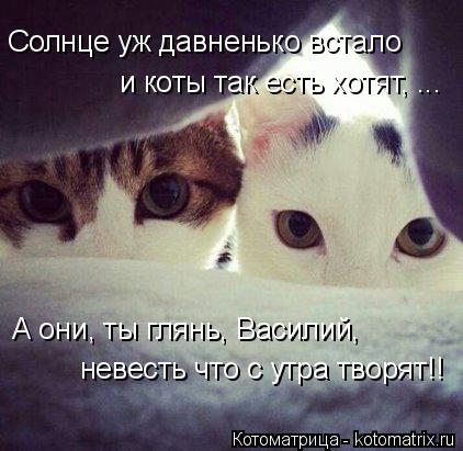 Солнце уж давненько встало и коты так есть хотят, ... А они, ты глянь, Василий, невесть что с утра ... Котоматрица: Солнце уж давненько встало и коты так есть хотят, ... А они, ты глянь, Василий, невесть что с утра творят!!