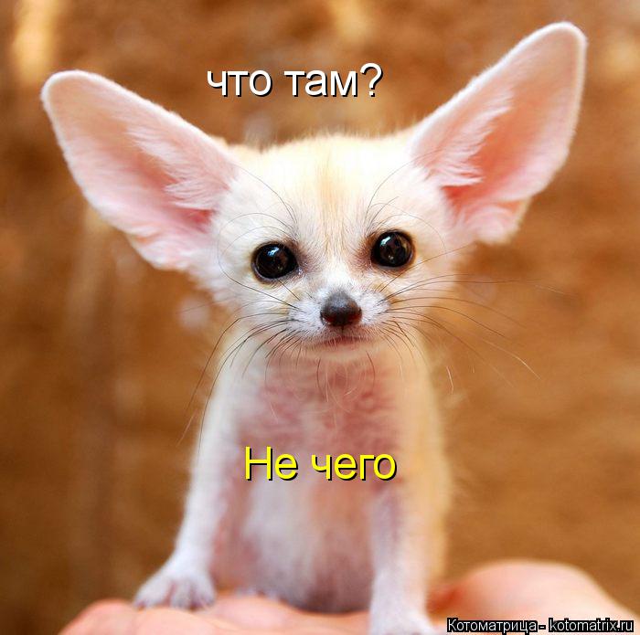 что там? Не чего... Котоматрица: что там? Не чего