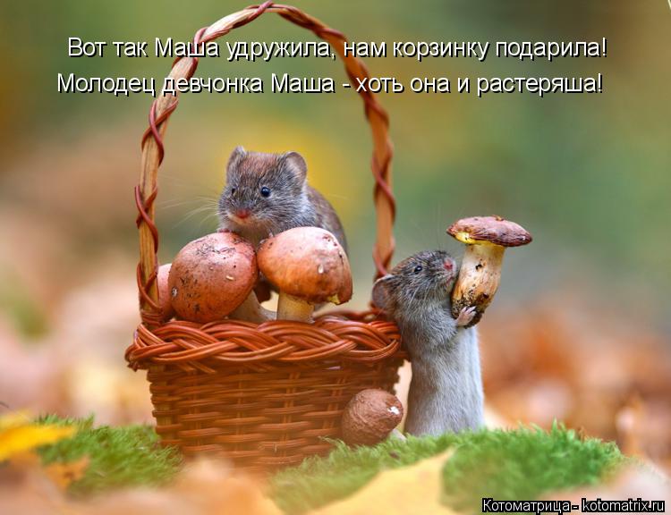 Вот так Маша удружила, нам корзинку подарила! Молодец девчонка Маша - хоть она и растеряша!... Котоматрица: Вот так Маша удружила, нам корзинку подарила! Молодец девчонка Маша - хоть она и растеряша!