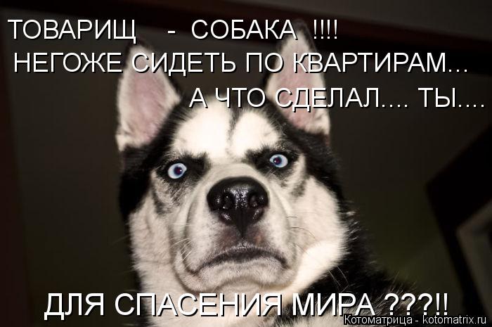 Котоматрица: НЕГОЖЕ СИДЕТЬ ПО КВАРТИРАМ... А ЧТО СДЕЛАЛ.... ТЫ.... ДЛЯ СПАСЕНИЯ МИРА ???!! ТОВАРИЩ    -  СОБАКА  !!!!