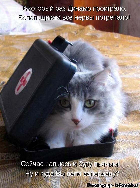 Котоматрица: В который раз Динамо проиграло. Болельщикам все нервы потрепало! Сейчас напьюсь и буду пьяным!  Ну и куда Вы дели валериану?