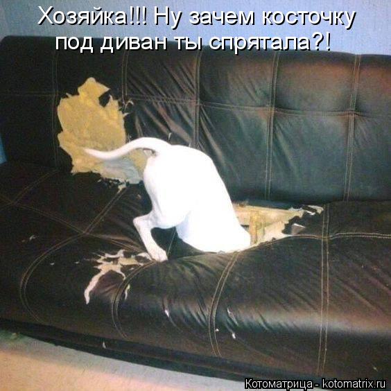 Котоматрица: Хозяйка!!! Ну зачем косточку  под диван ты спрятала?!