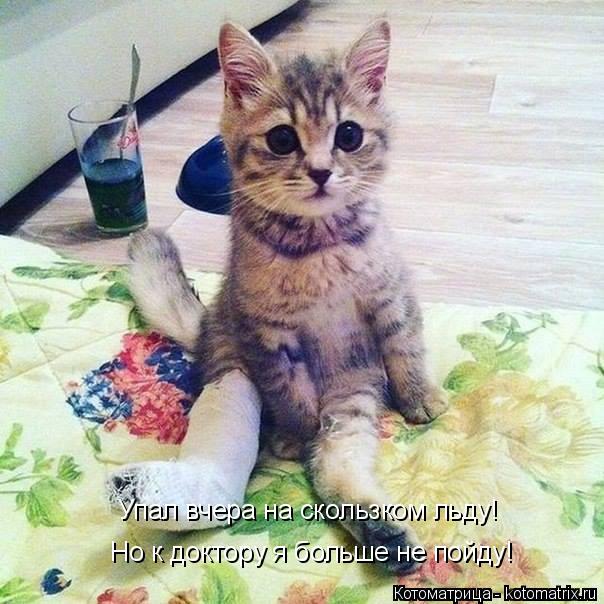 Котоматрица: Упал вчера на скользком льду! Но к доктору я больше не пойду!