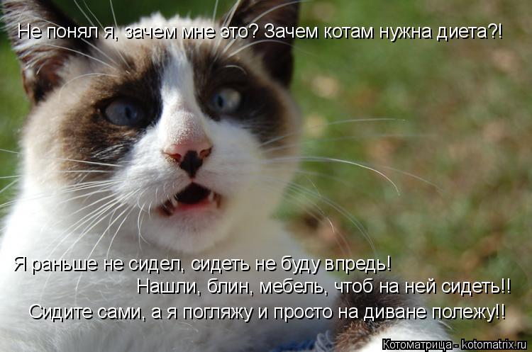 Котоматрица: Не понял я, зачем мне это? Зачем котам нужна диета?! Я раньше не сидел, сидеть не буду впредь! Нашли, блин, мебель, чтоб на ней сидеть!! Сидите са
