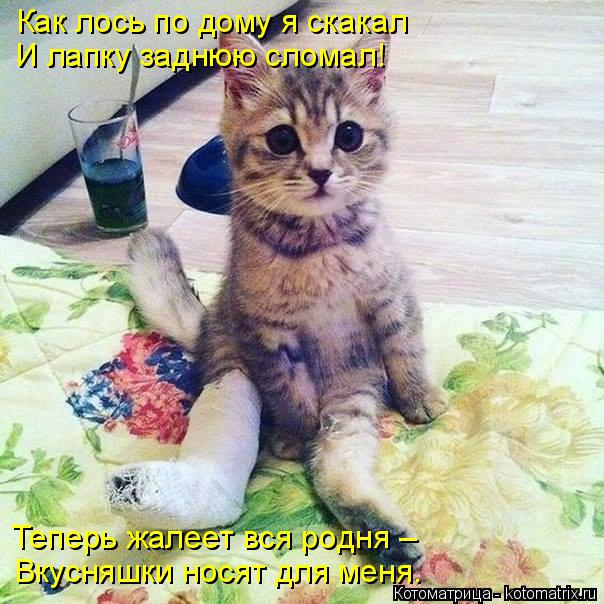 Котоматрица: Как лось по дому я скакал И лапку заднюю сломал! Теперь жалеет вся родня – Вкусняшки носят для меня.