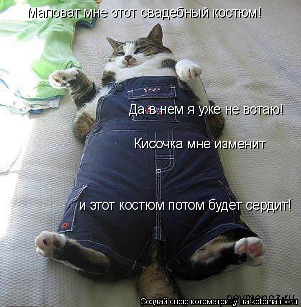 Котоматрица: Маловат мне этот свадебный костюм! Да в нем я уже не встаю! Кисочка мне изменит и этот костюм потом будет сердит!