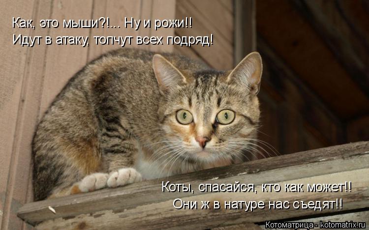Как, это мыши?!... Ну и рожи!! Идут в атаку, топчут всех подряд! Коты, спасайся, кто как может!! Они ... Котоматрица: Как, это мыши?!... Ну и рожи!! Идут в атаку, топчут всех подряд! Коты, спасайся, кто как может!! Они ж в натуре нас съедят!!