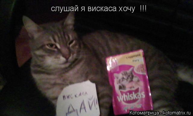 Котоматрица: слушай я вискаса хочу  !!!